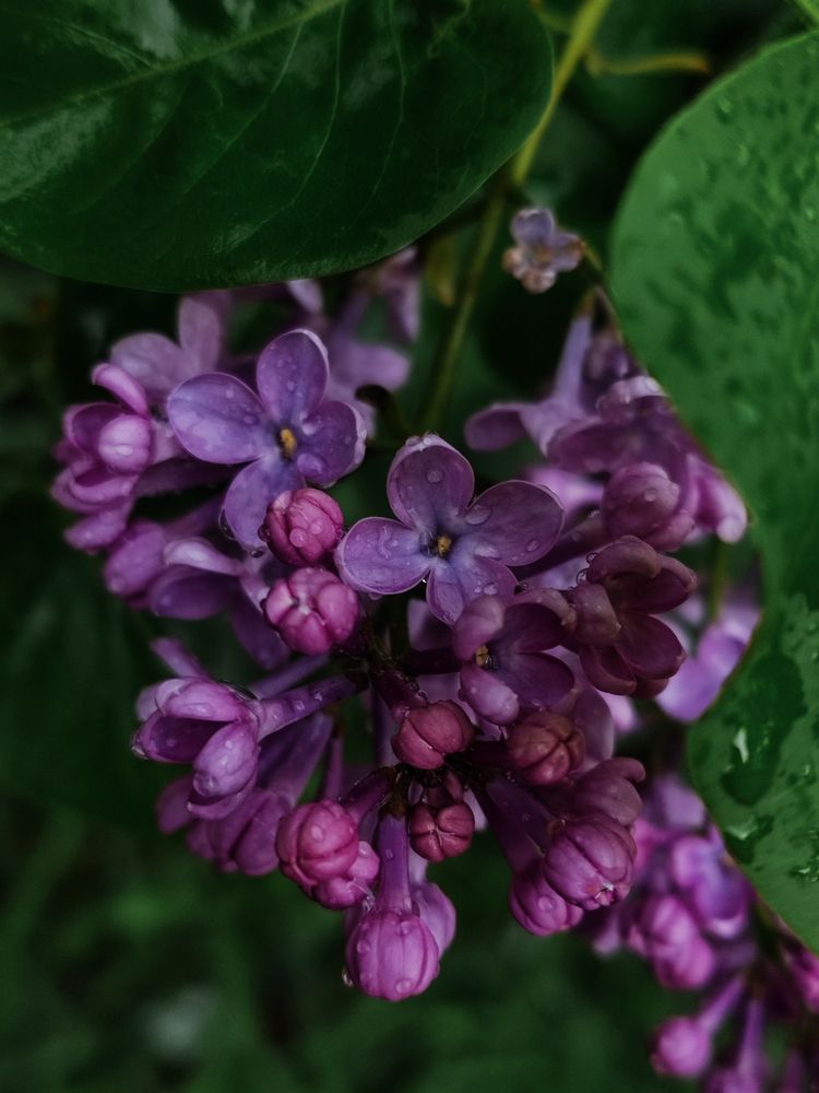 Фотография автора Алёна Подгорная