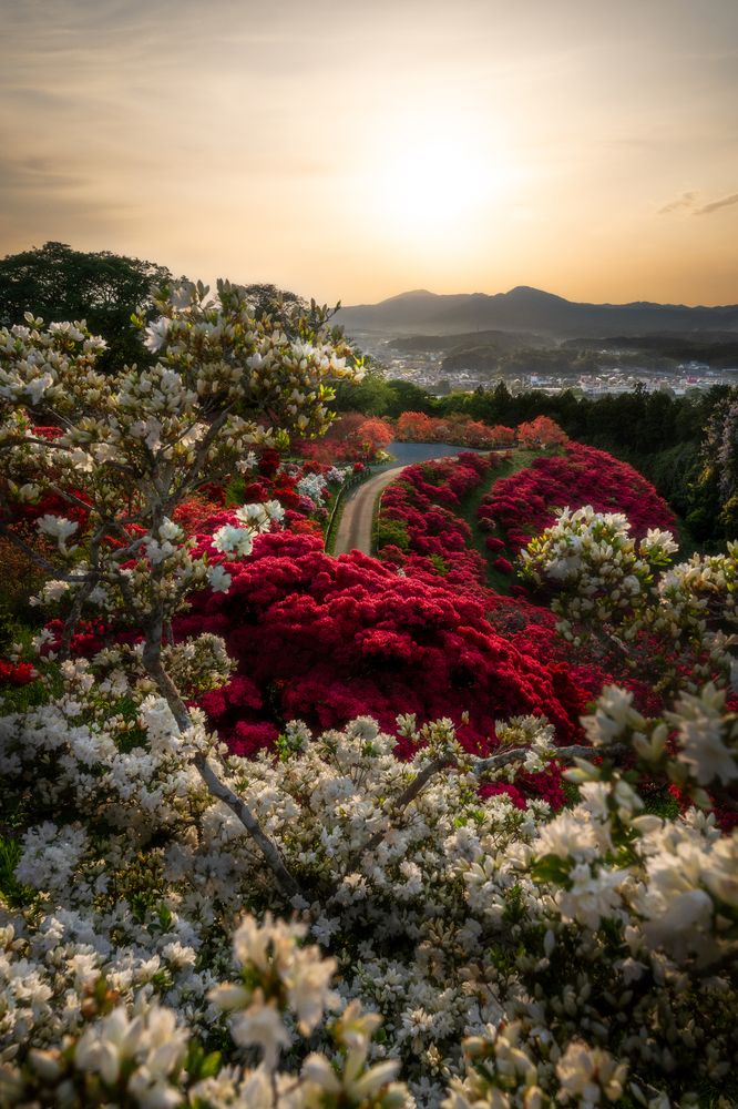 緋色の絶景