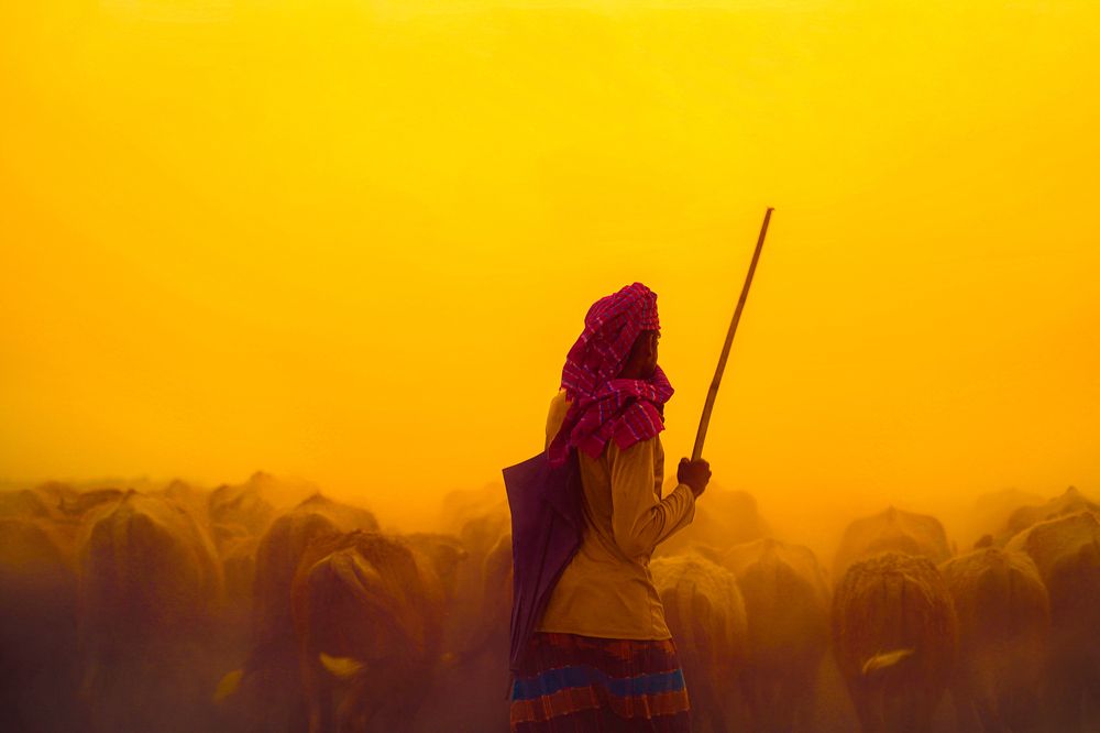 Buffalo Herder