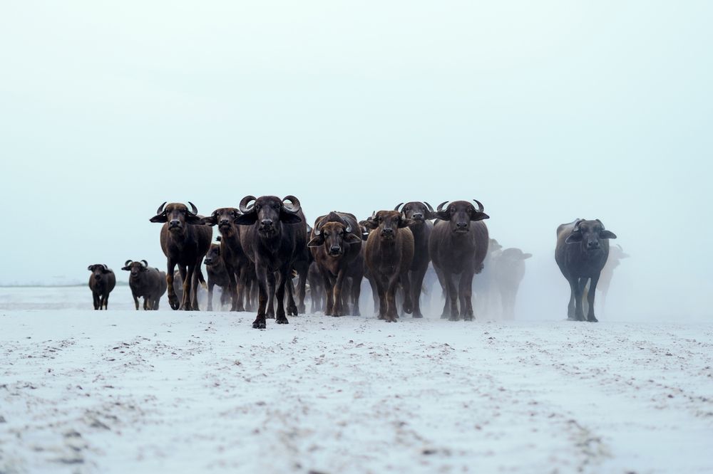 Buffalo Herder