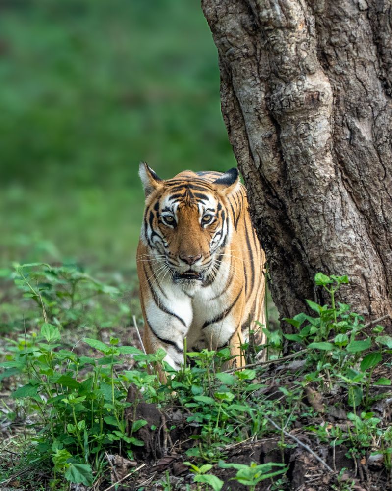Photograph by Umesh C Mohan