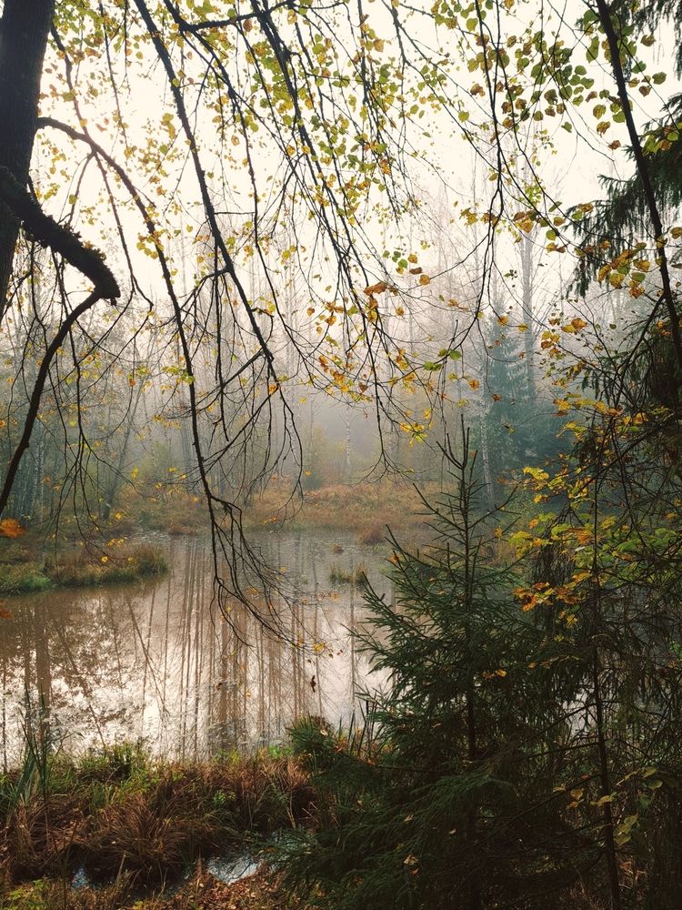 Туман в осеннем лесу.
