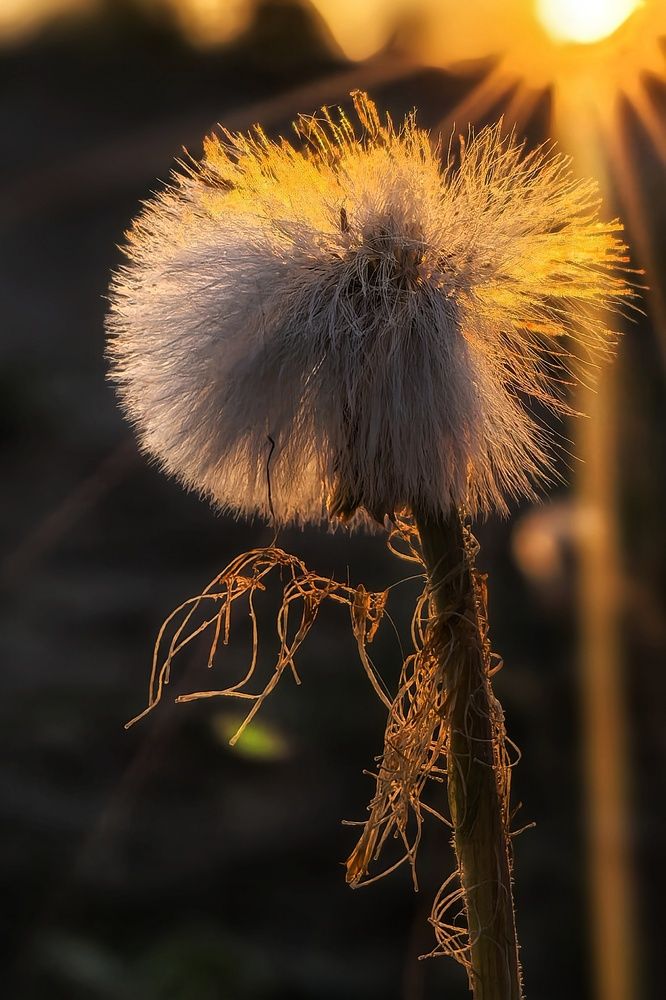 Одуванчик на закате