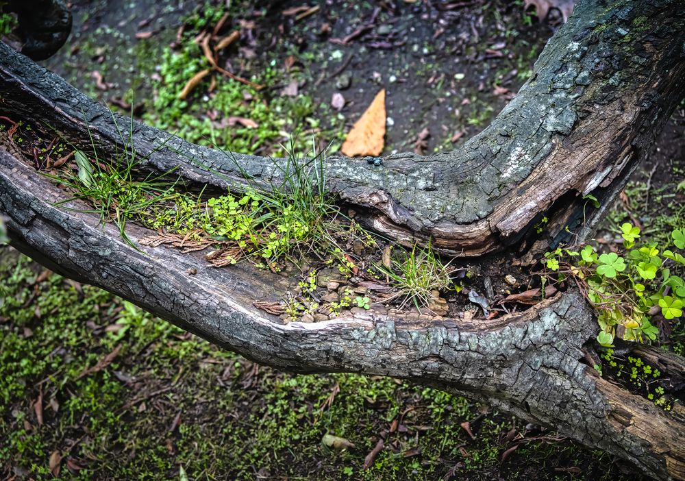 Photograph by Mauro Arlegui