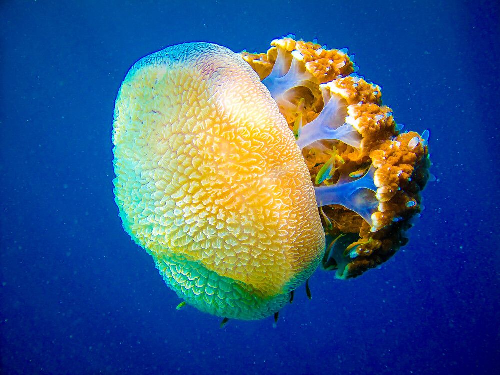 Photograph by Андрей Калинин