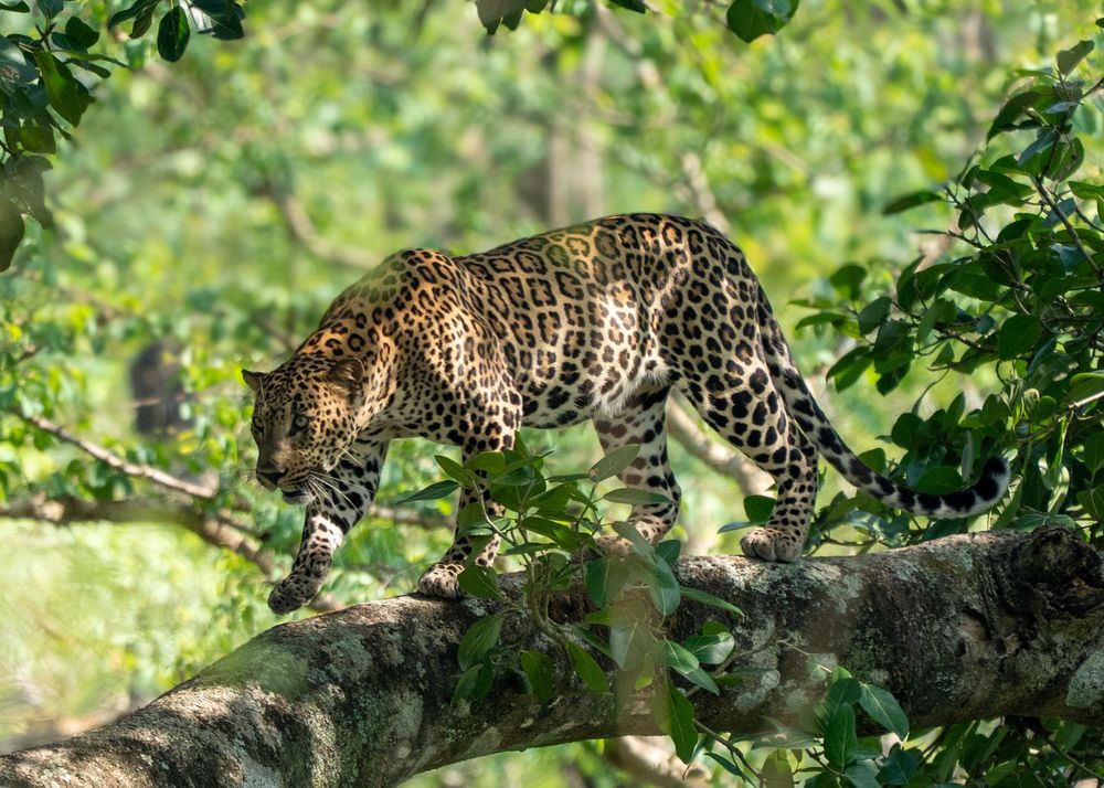 Leopard legacy