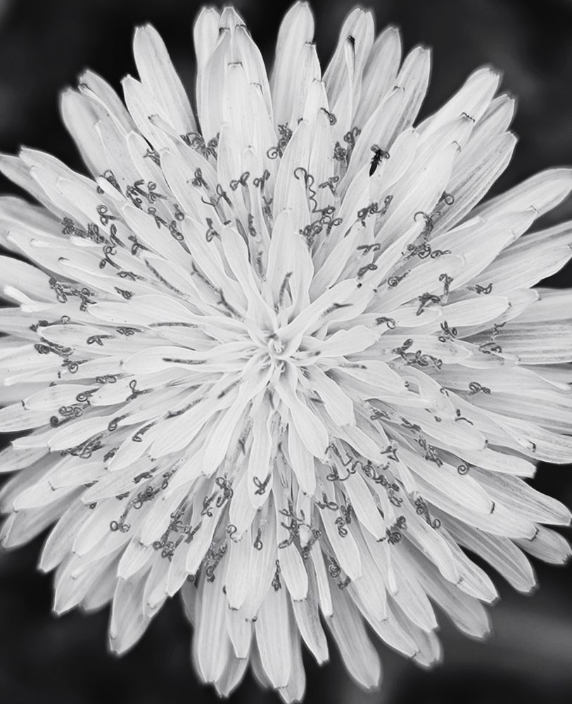 Photograph by Ольга Смолина