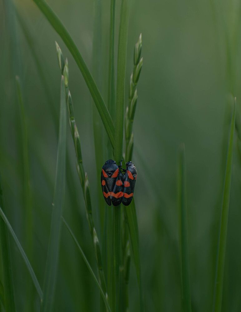 Фотография автора Milan Đorđević