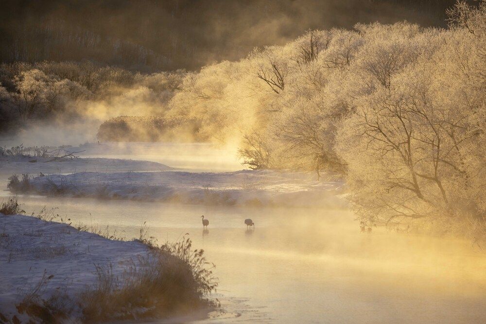 Cranes in the mist in Hokkaido