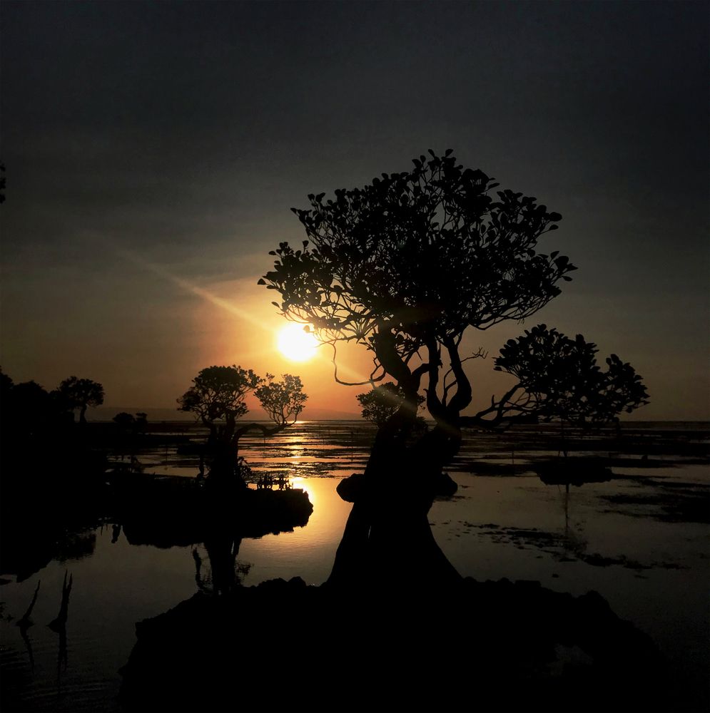 Dancing Tree