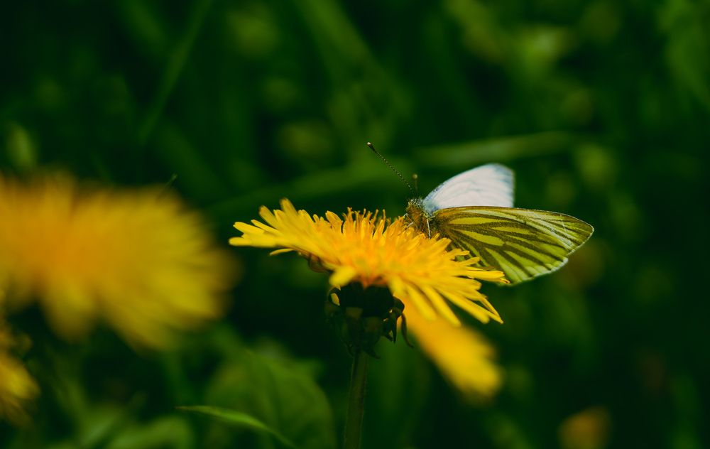 Photograph by Vol-de-M