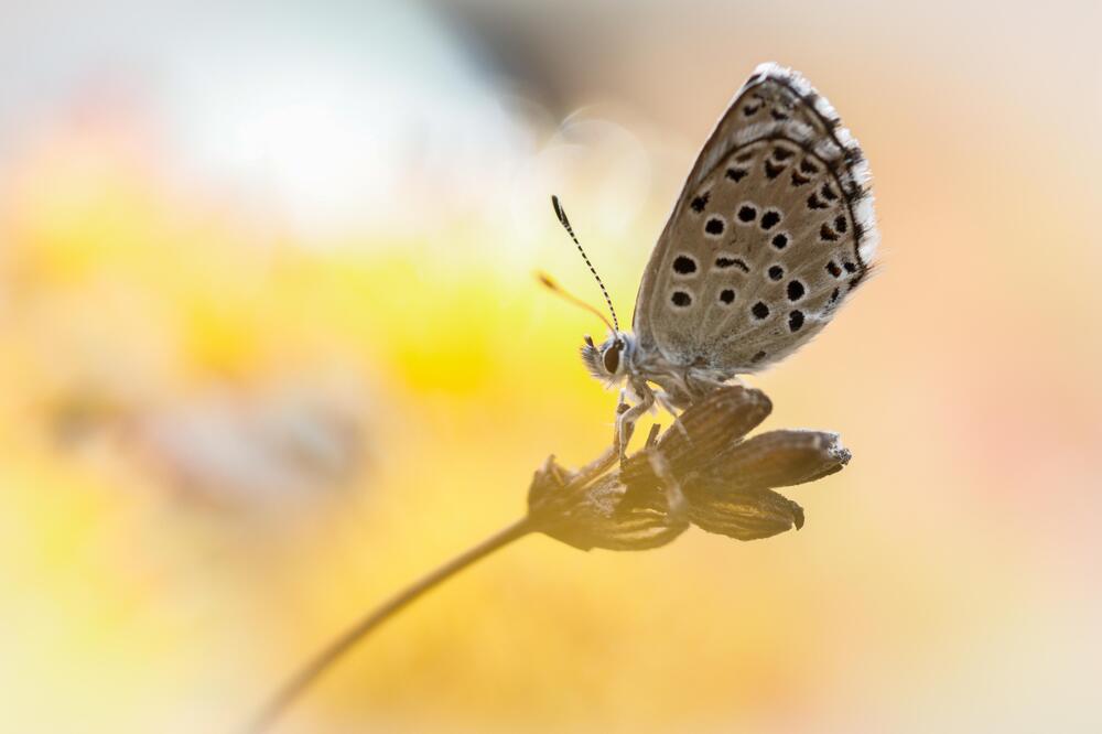Photograph by David Gregori Vicens