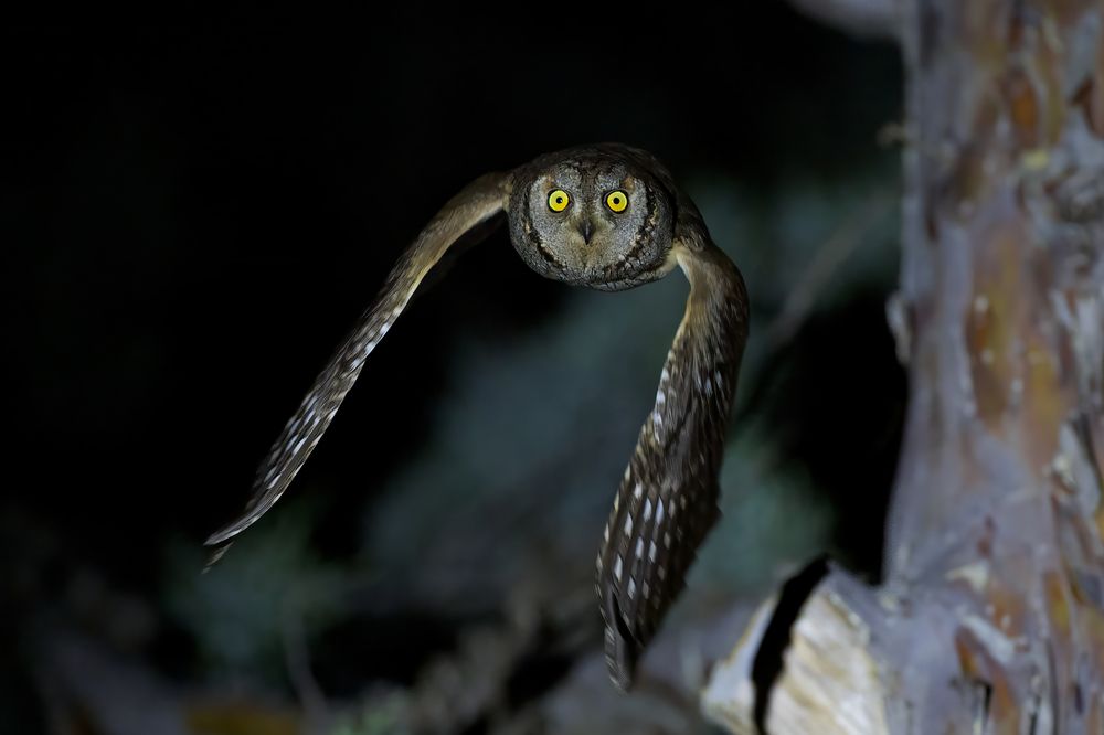 Photograph by Marco Rondi