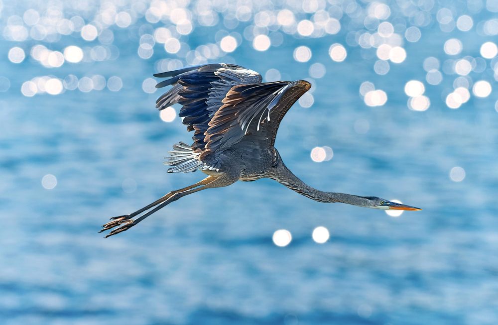 Gliding Grace: The Elegance of a Heron\'s Flight