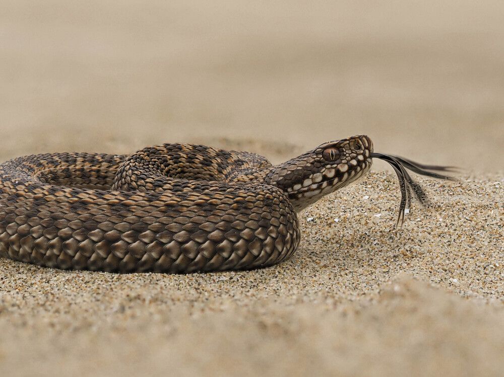 Photograph by George Alexandru Ghiuro