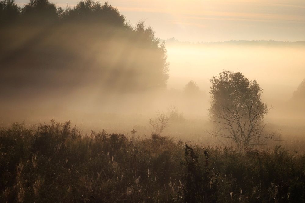 Солнечный дождь