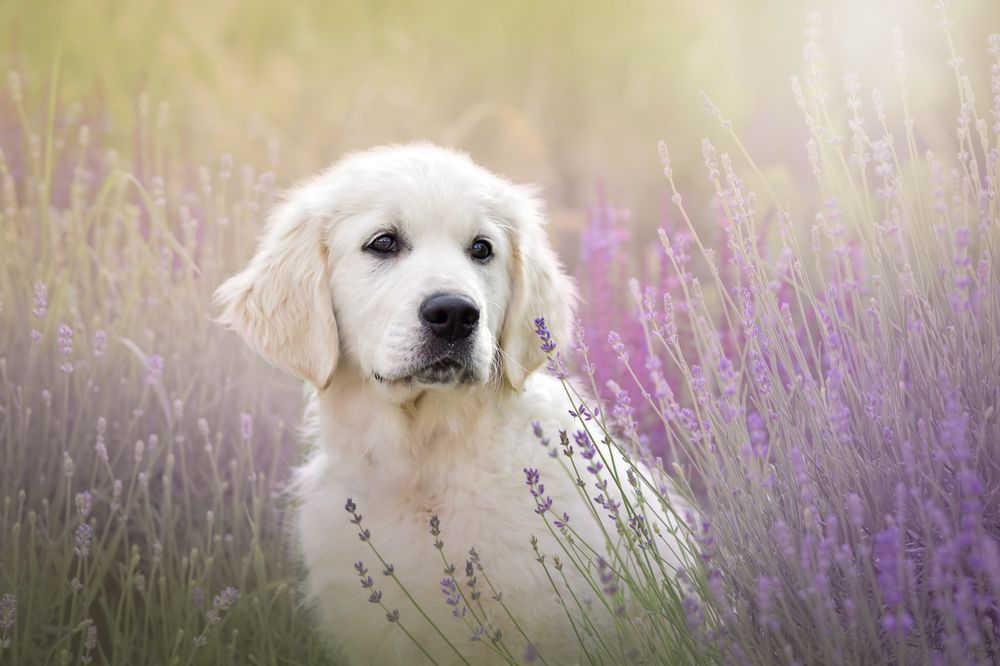 Photograph by Adela Kovaříková