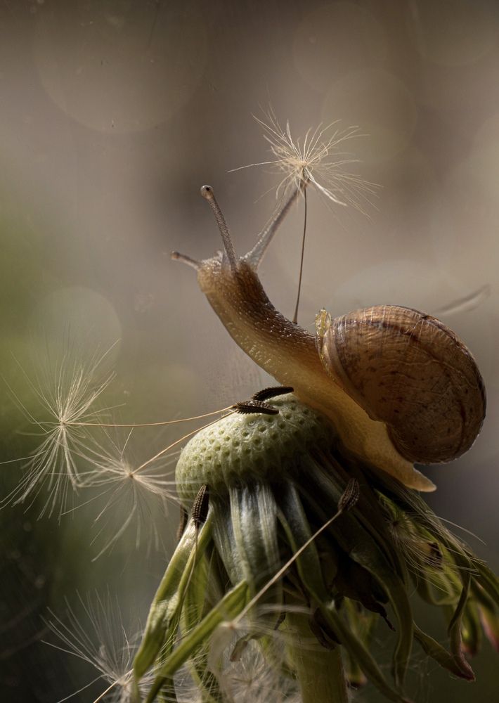 Snail on a dandelion