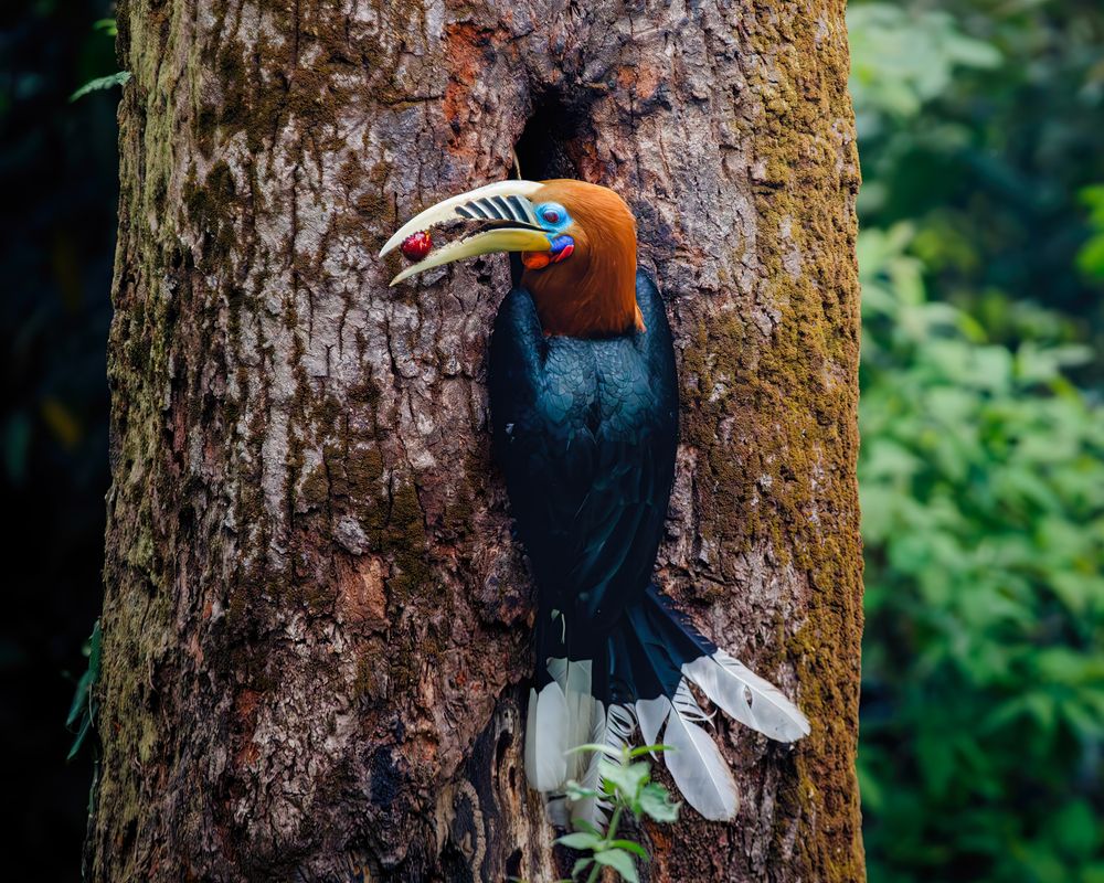 Фотография автора Rajarshi Roy
