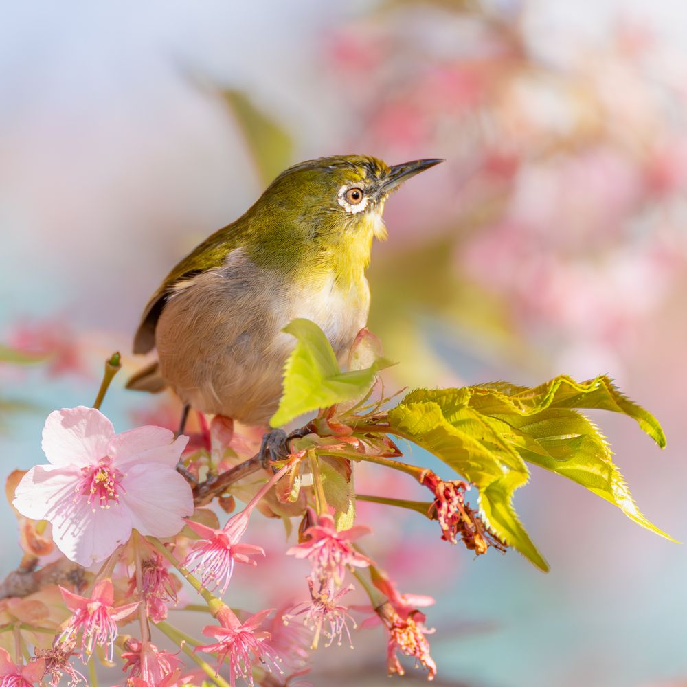 Photograph by Suzuki Ryuta