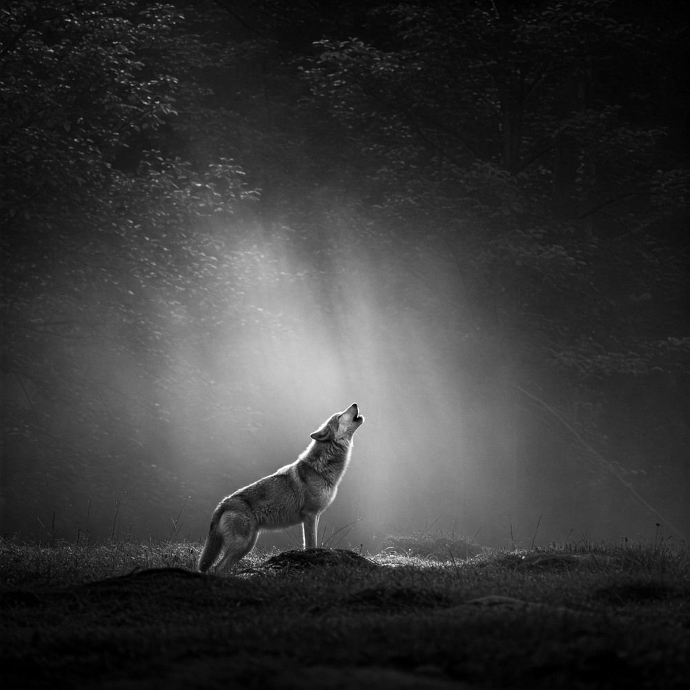 Фотография автора Guy Wilson