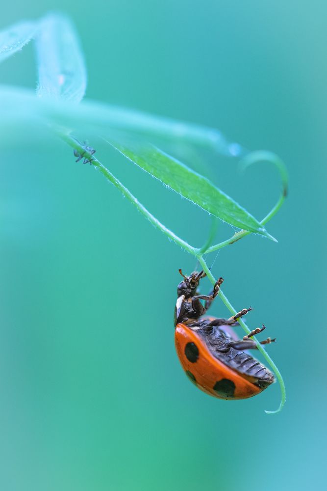 Photograph by Suzuki Ryuta