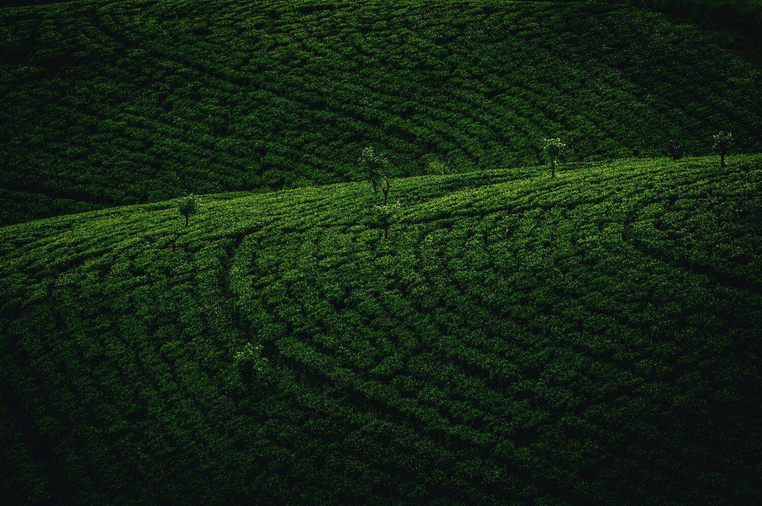 Green slopes of Ceylon Green slopes of Ceylon
