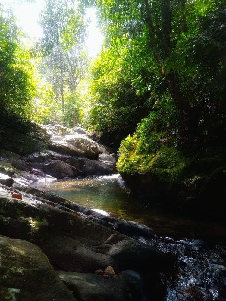 Rainforest Sri lanka