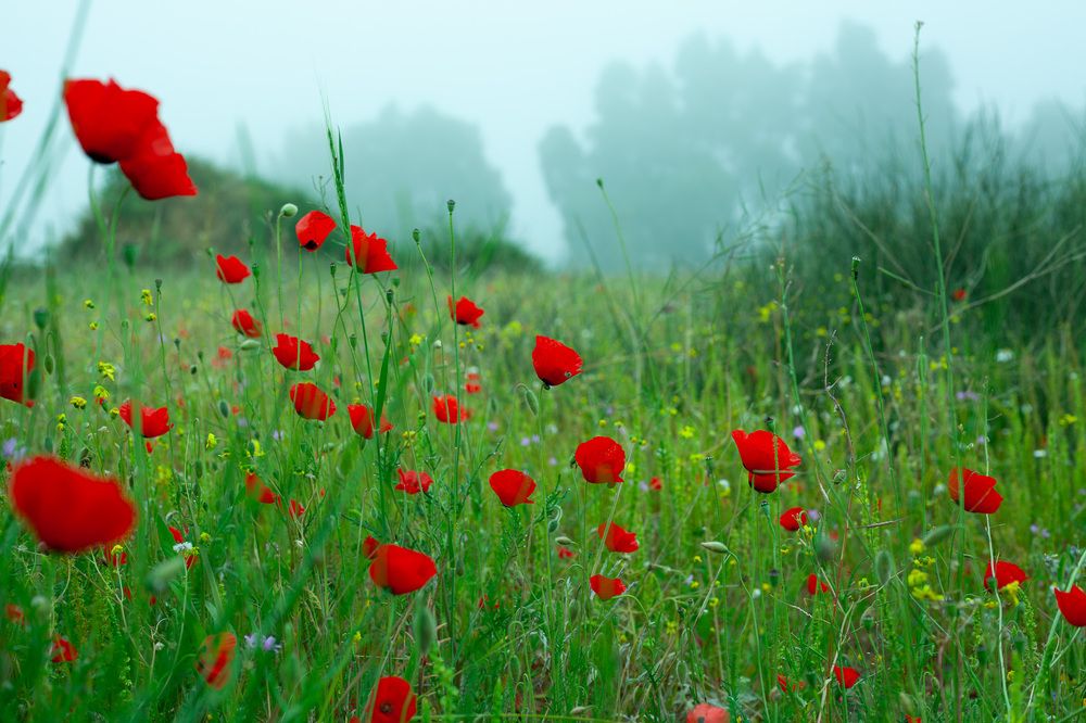 Photograph by Lada Tregubov