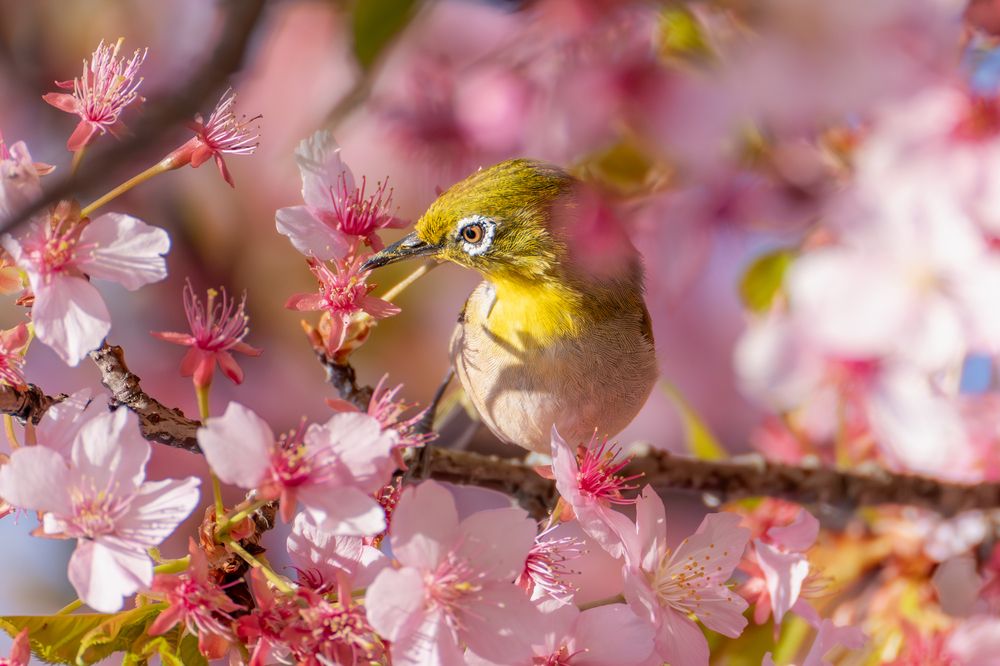 Photograph by Suzuki Ryuta