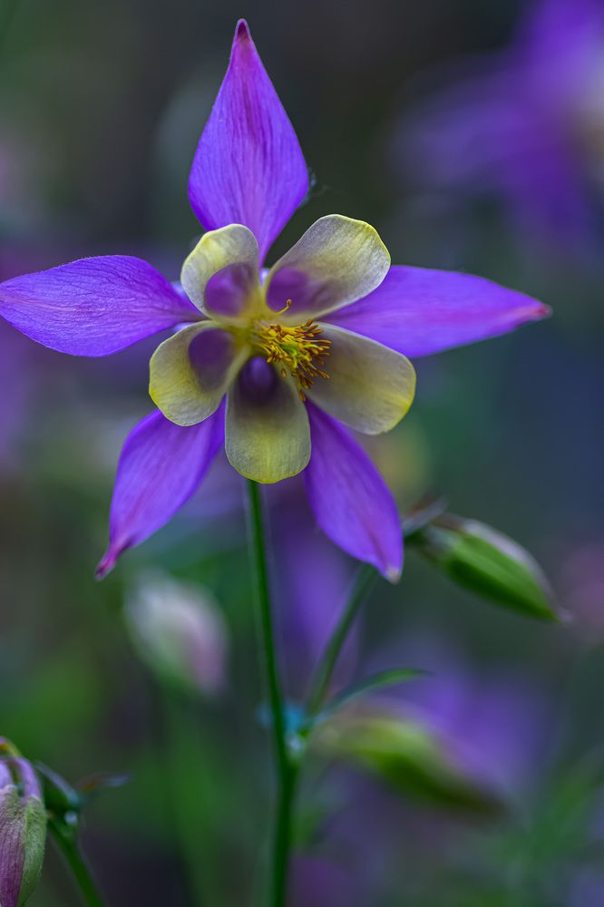 Photograph by Муза Латинская