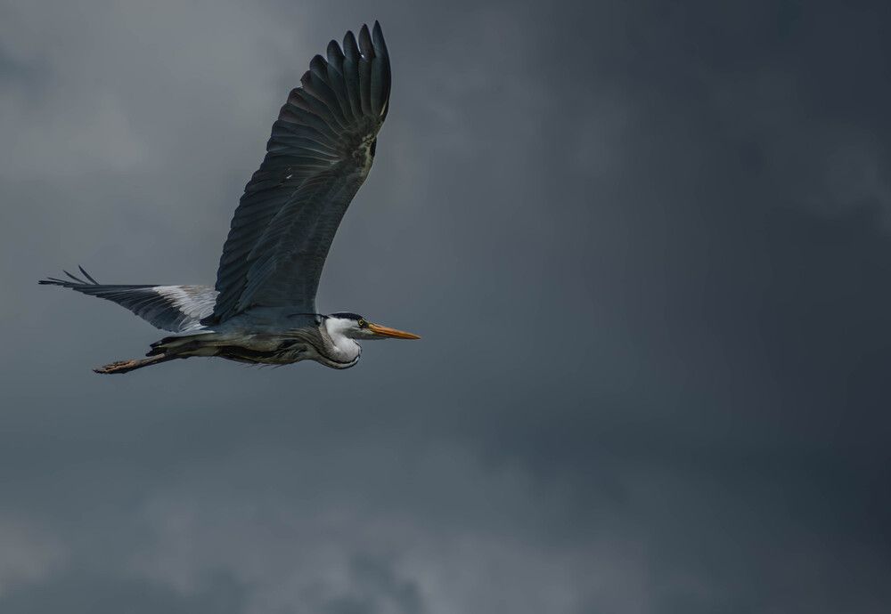 Photograph by Djordjevic Milan