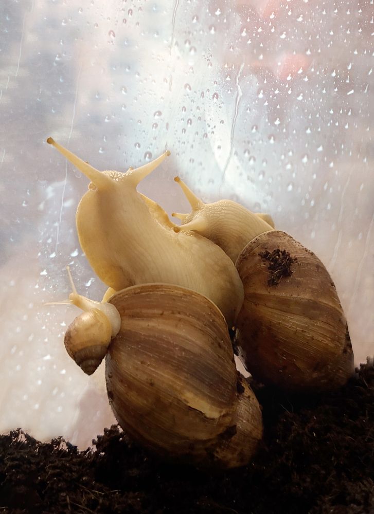 Счастливая семейка