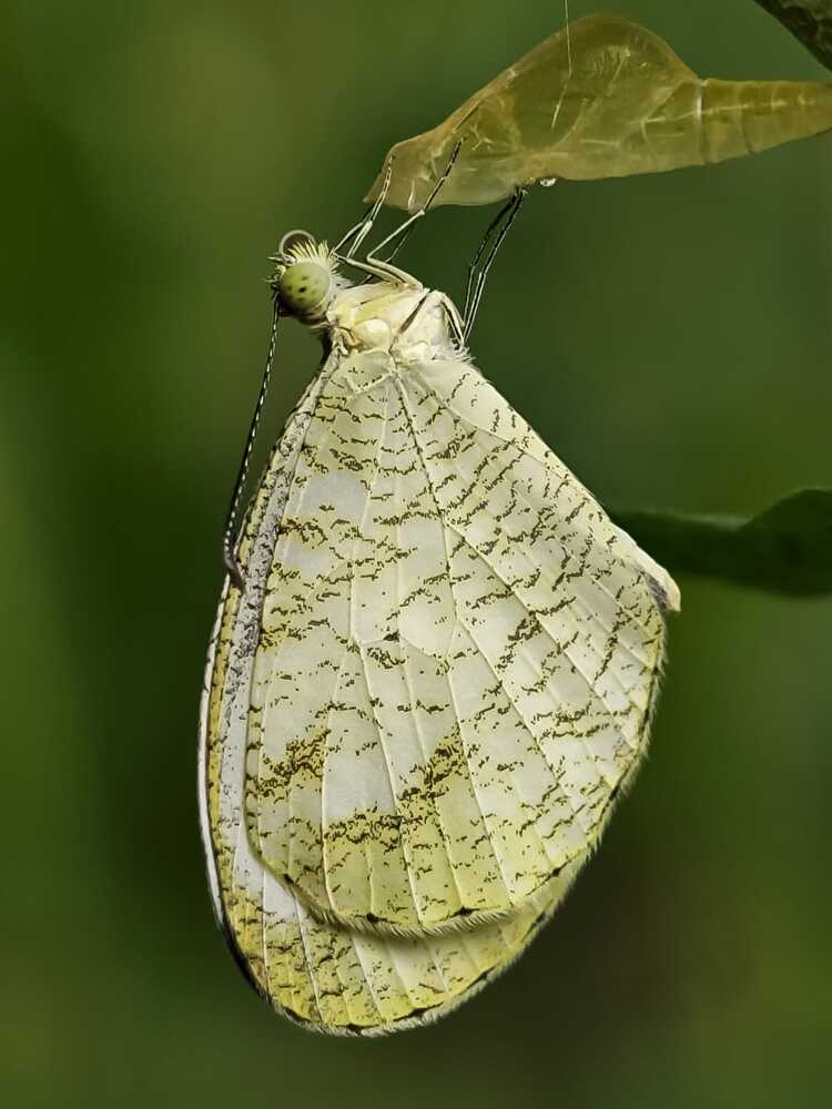 Delicate rebirth
