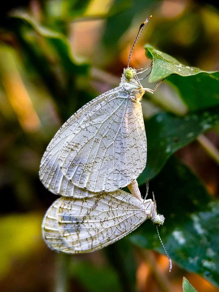 Photograph by Chinchu Chandran