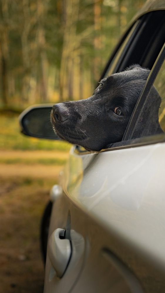 Фотография автора Григорий