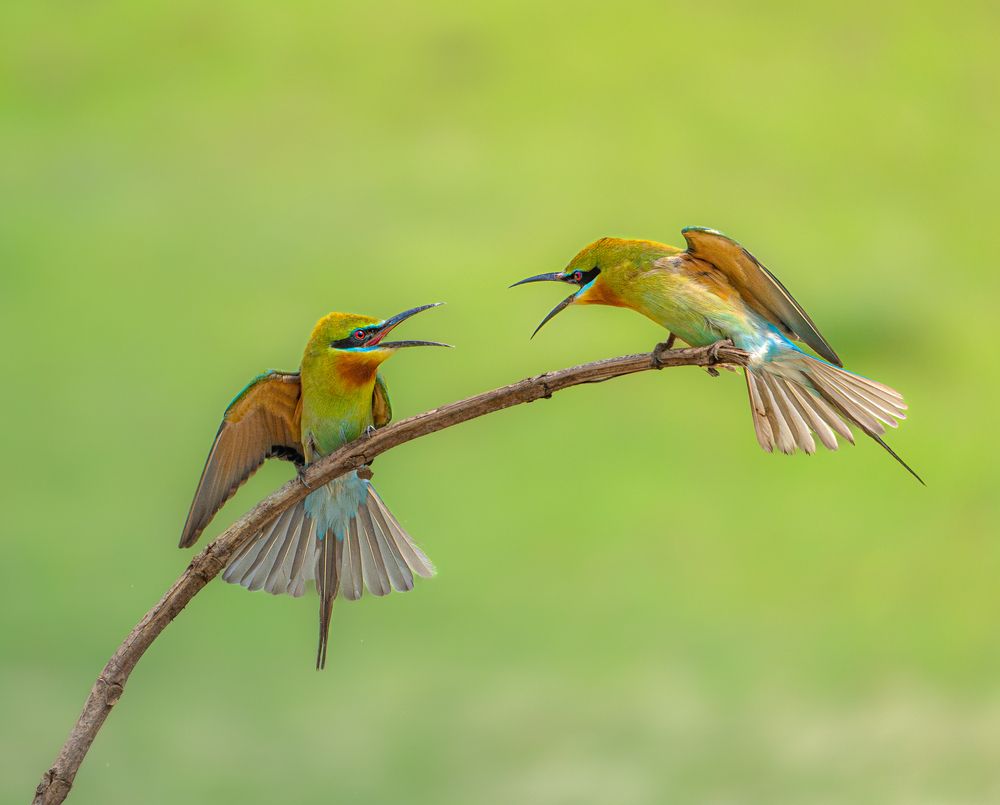 Photograph by Krishnendu Adak