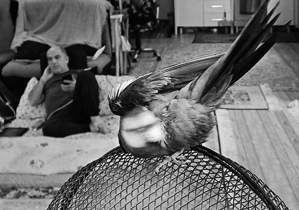 Photograph by Mohammad Dadsetan