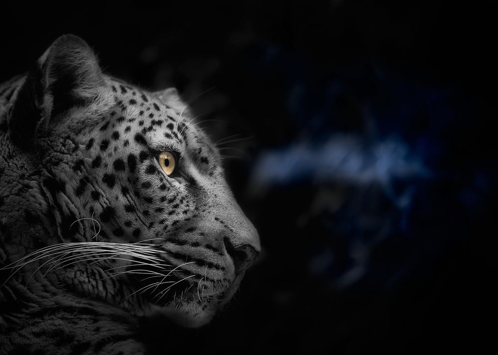 Photograph by Kaisyakuji Yushi