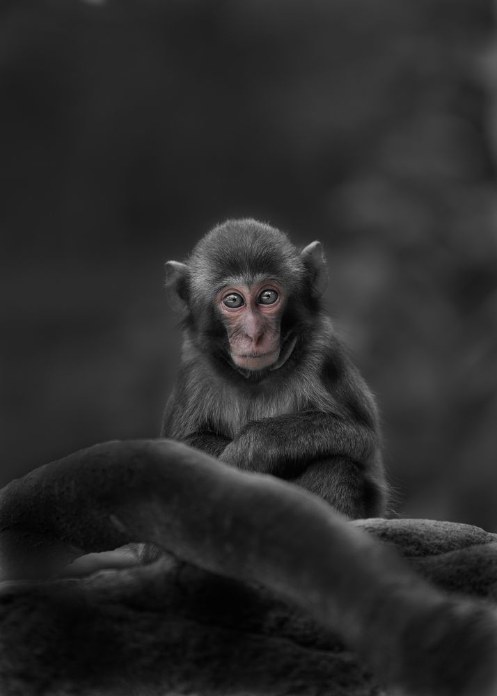 Фотография автора Kaisyakuji Yushi