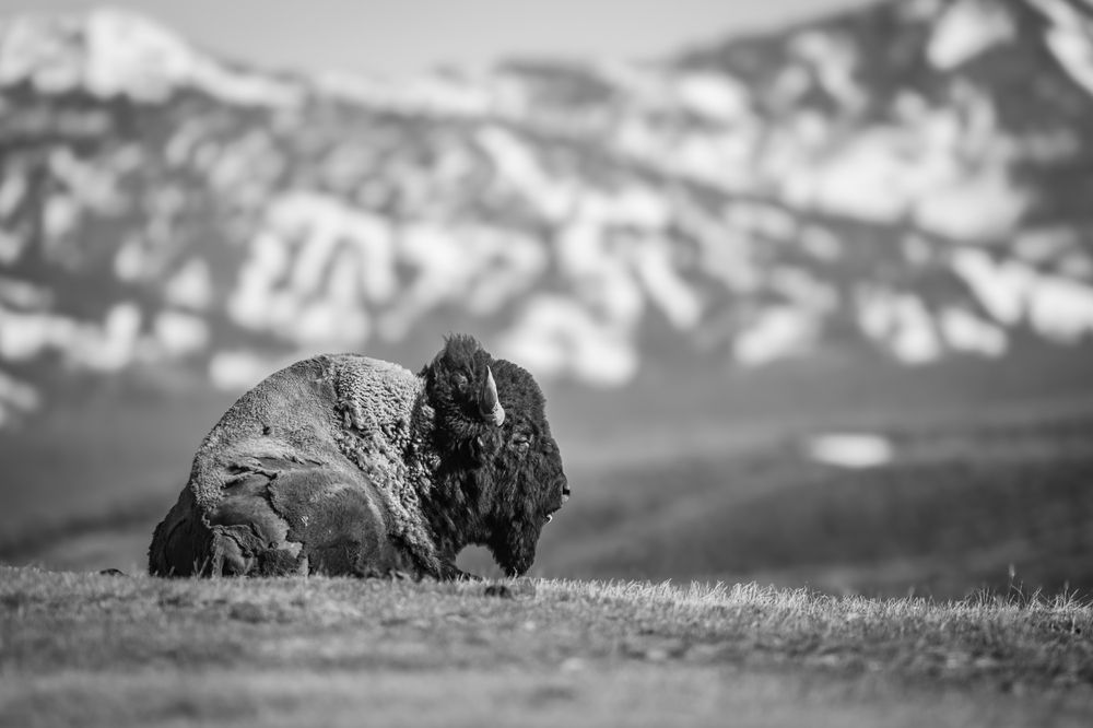 Photograph by Tony Douzenis