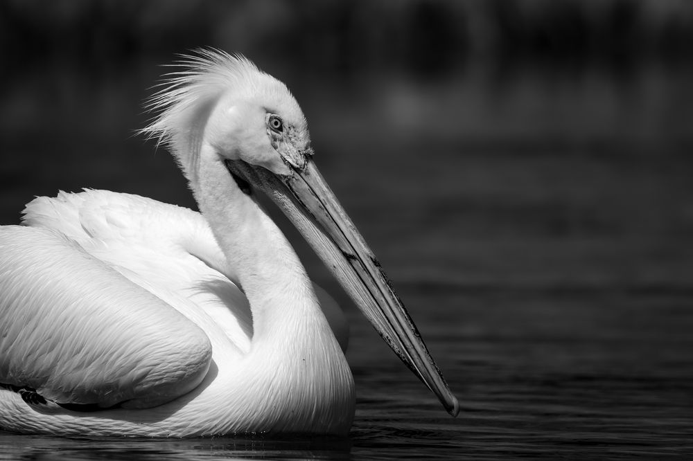 Photograph by Tony Douzenis