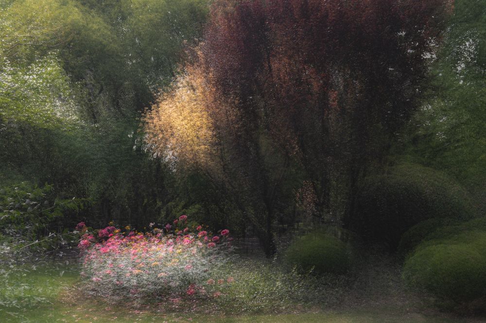 Afternoon Sonata in Bloom