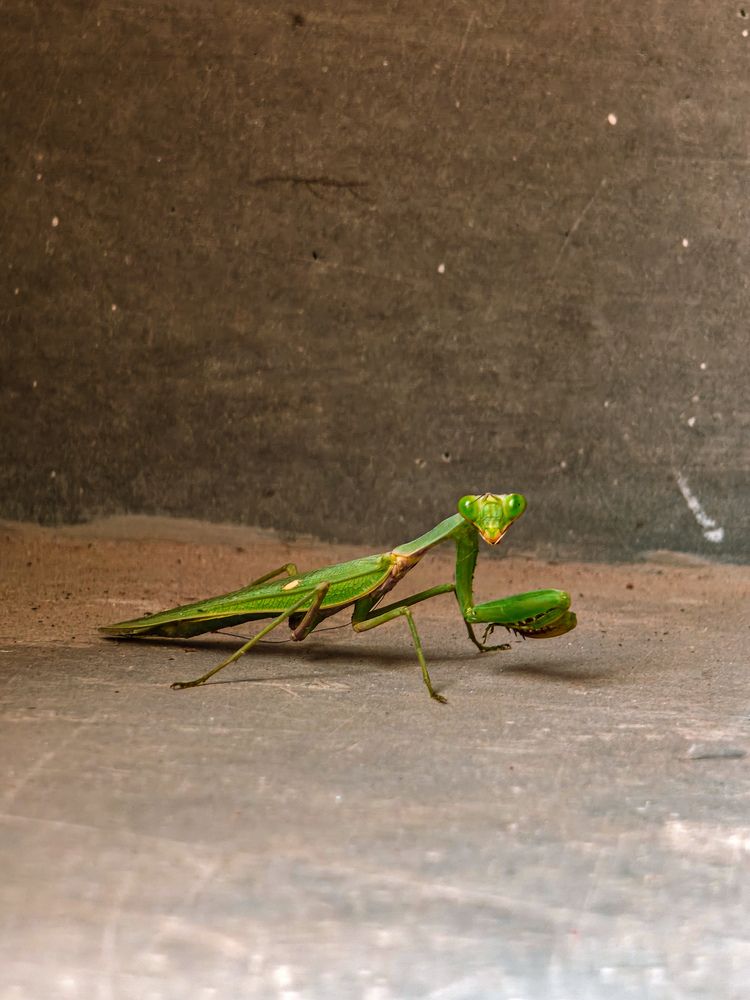 Poised in Miniature