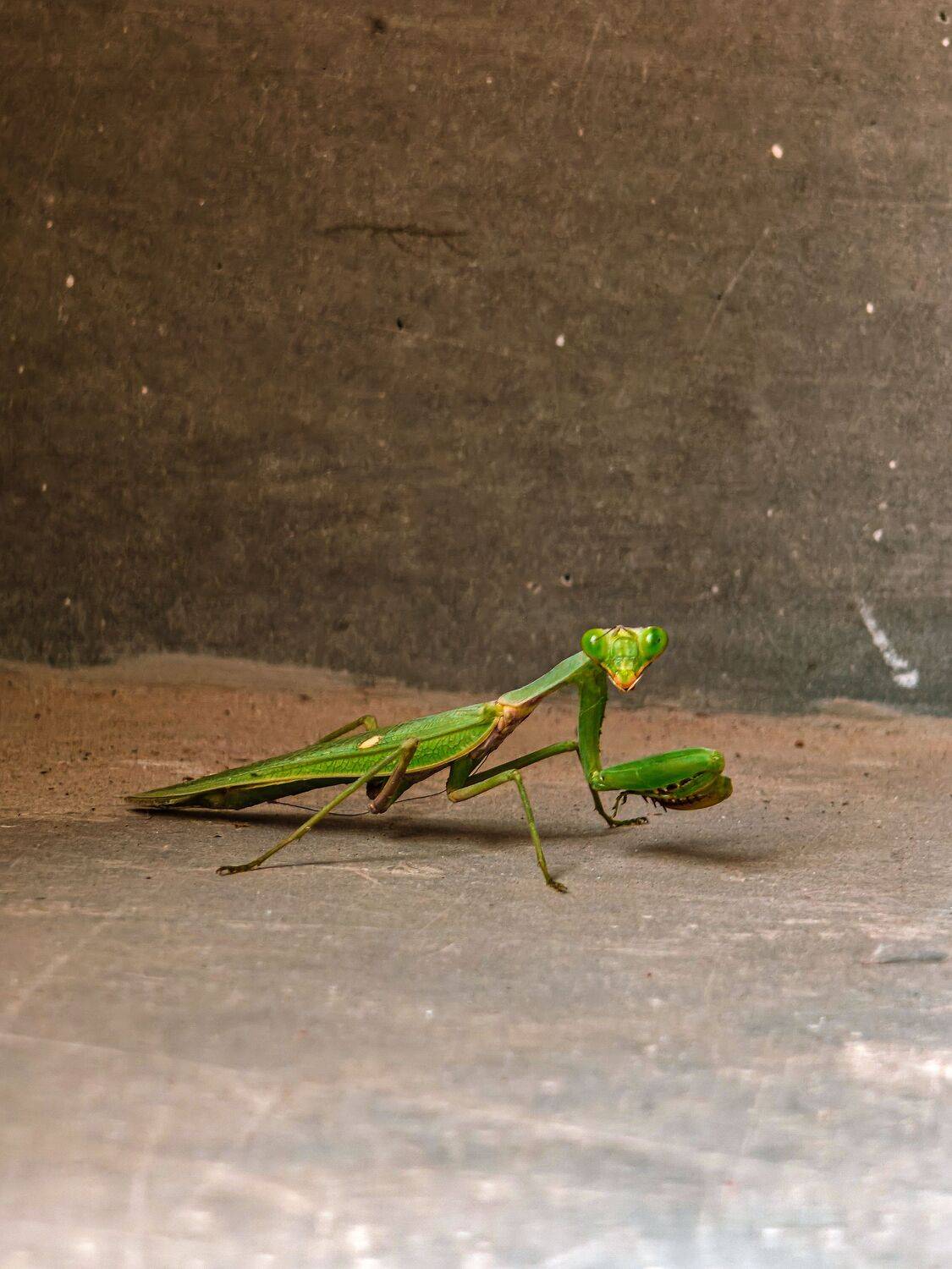 Poised in Miniature