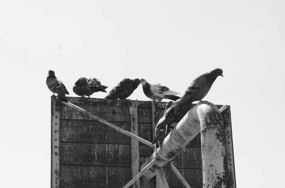 Photograph by Валентина Зеленская