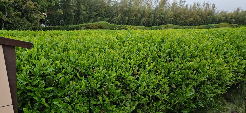 Photograph by Зина Хаимова