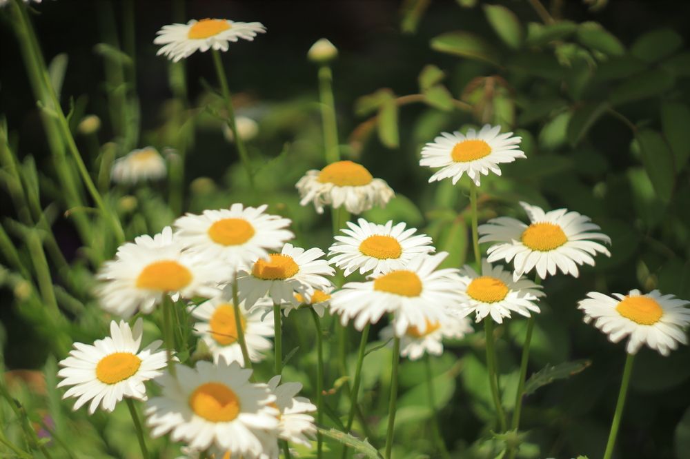Фотография автора Александр Николаев