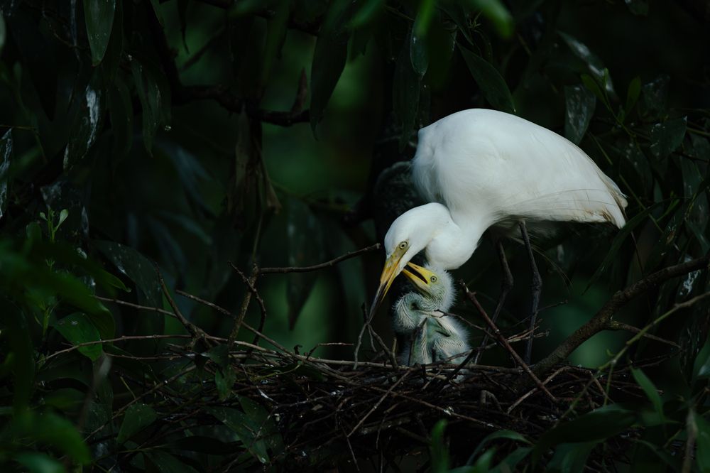 Photograph by Ravindu Attanayake
