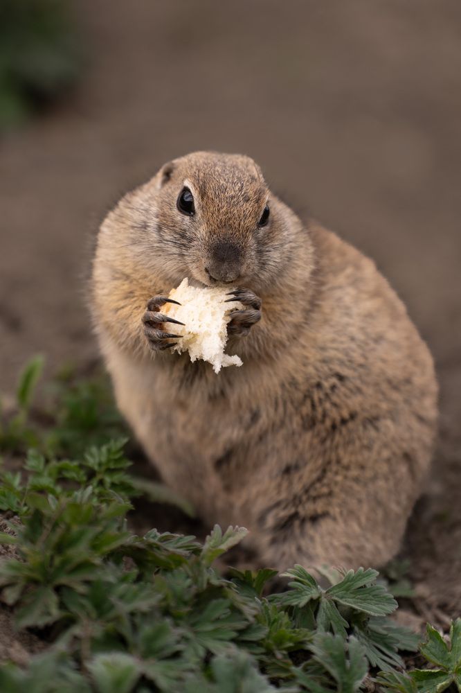 Фотография автора Светлана Зимина
